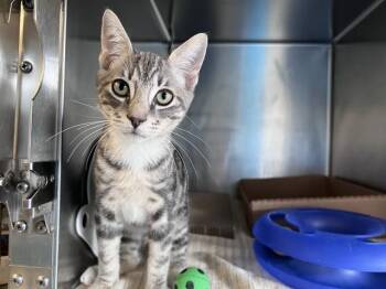 ZACHARY -  Domestic Short Hair Cat for Adoption in Palo Alto, California - ZACHARY | PetCurious