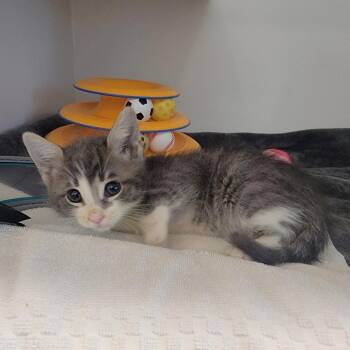 Domestic Short Hair Cats Available for Adoption in Phoenix, Arizona - Yen | PetCurious