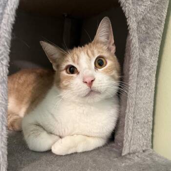 Domestic Short Hair Cats Available for Adoption in La Grange, Kentucky - Apostrophe | PetCurious
