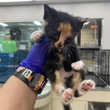 Domestic Short Hair Cats Available for Adoption - Bowling Terms _2_3_4 | PetCurious