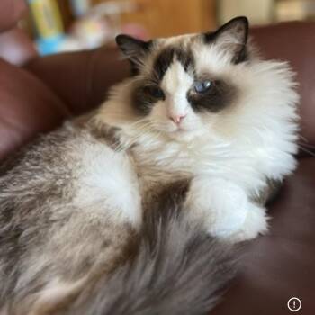Ragdoll Cats Available for Adoption in Rockford, Michigan - Benji - Bonded With Liberty | PetCurious