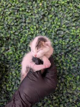 61608981 -  Domestic Short Hair Cat for Adoption in El Paso, Texas - 61608981 | PetCurious