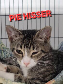 Pie Hisser -  Domestic Short Hair Cat for Adoption in Rome, Georgia - Pie Hisser | PetCurious