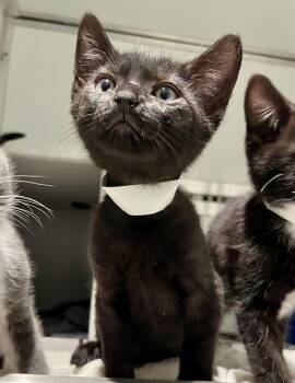 VICTOR -  Domestic Short Hair Cat for Adoption in San Francisco, California - VICTOR | PetCurious