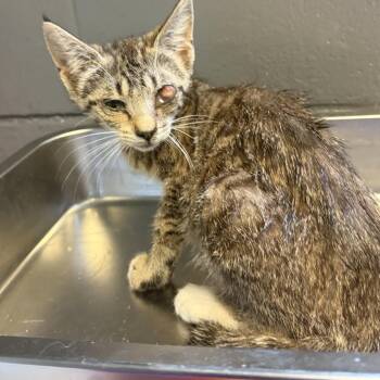 TUSC-Stray-84922 -  Domestic Short Hair Cat for Adoption in Tuscaloosa, Alabama - TUSC-Stray-84922 | PetCurious
