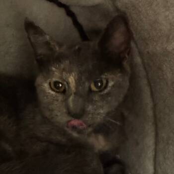 Rescue Domestic Short Hair Cats for Adoption in Peoria, Illinois - Georgie Girl | PetCurious