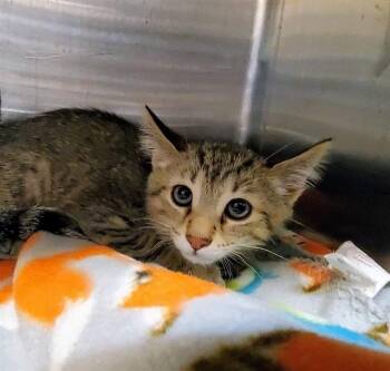 WILLOW -  Domestic Short Hair Cat for Adoption in Aurora, Illinois - WILLOW | PetCurious