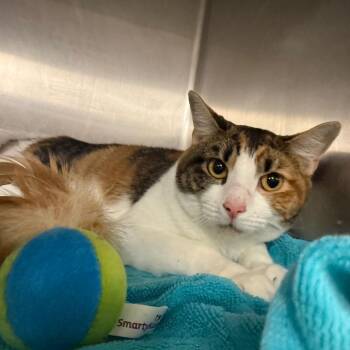 Pib -  Domestic Short Hair Cat for Adoption in Waldorf, Maryland - Pib | PetCurious