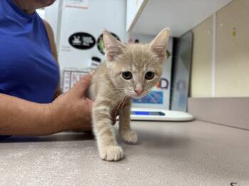 Rescue Domestic Short Hair Cats for Adoption in Salisbury, Maryland - Ms. Jackson | PetCurious