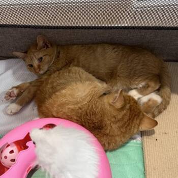 Domestic Short Hair Cats Available for Adoption - Simon (Simone) | PetCurious