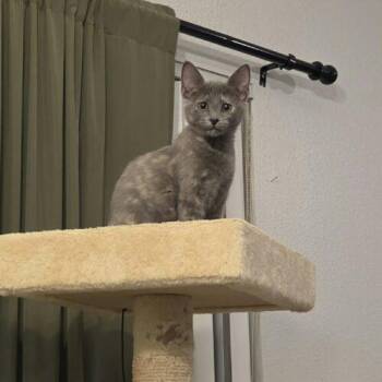 PISTACHO -  Domestic Short Hair Cat for Adoption in Tampa, Florida - PISTACHO | PetCurious