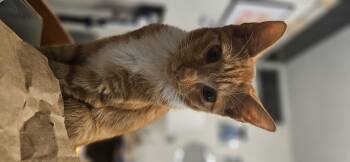 Rescue Domestic Short Hair Cats for Adoption in Sunrise, Florida - Cosmo | PetCurious