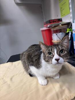 Domestic Short Hair Cats Available for Adoption - Jo Jo | PetCurious