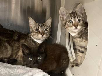 MEEP -  Domestic Short Hair Cat for Adoption in Tustin, California - MEEP | PetCurious
