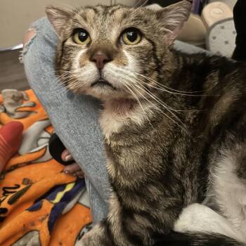 Domestic Short Hair Cats Available for Adoption in Missoula, Montana - George (Georgie Porgie) | PetCurious