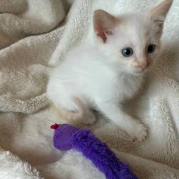 Rescue Domestic Medium Hair Cats for Adoption in Minneapolis, Minnesota - Dill Pickle | PetCurious