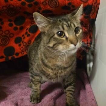 Nala -  Domestic Short Hair Cat for Adoption in Council Bluffs, Iowa - Nala | PetCurious