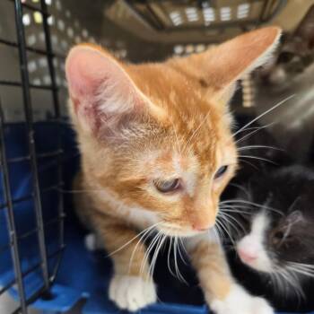 Nick Carraway -  Domestic Short Hair Cat for Adoption in Leander, Texas - Nick Carraway | PetCurious