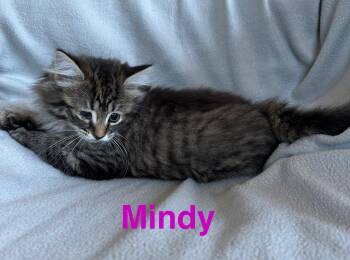 Rescue Domestic Medium Hair Cats for Adoption in NEW PT RICHEY, Florida - Mindy | PetCurious