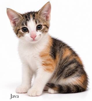 Java -  Domestic Short Hair Cat for Adoption in Stevensville, Michigan - Java | PetCurious