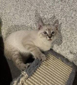 Hail -  Domestic Short Hair Cat for Adoption in Wheaton, Illinois - Hail | PetCurious