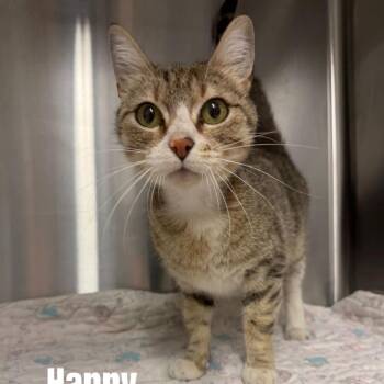 Domestic Short Hair Cats Available for Adoption in Buffalo, Minnesota - Happy *Meet Me At Plymouth Petsmart* | PetCurious