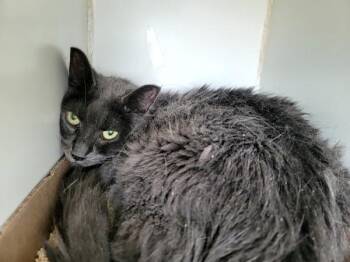 Simone -  Domestic Short Hair Cat for Adoption - Simone | PetCurious