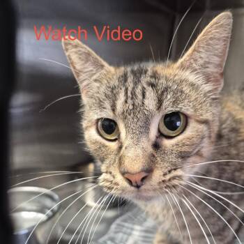 Hiawatha -  Domestic Short Hair Cat for Adoption in Kingman, Kansas - Hiawatha | PetCurious