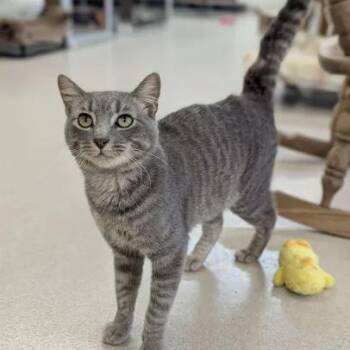 Rescue Domestic Short Hair and Tabby Cats for Adoption in Washington, Iowa - Nimbus - Sidekick | PetCurious