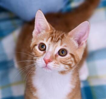 Socko -  Tabby and Domestic Short Hair Cat for Adoption in Chattanooga, Tennessee - Socko | PetCurious