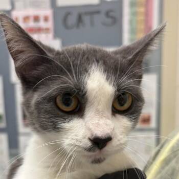 Ciara -  Domestic Short Hair Cat for Adoption in Murray, Utah - Ciara | PetCurious