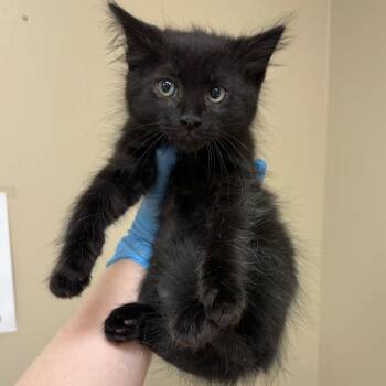 Pippin -  Domestic Medium Hair Cat for Adoption in Birmingham, Alabama - Pippin | PetCurious