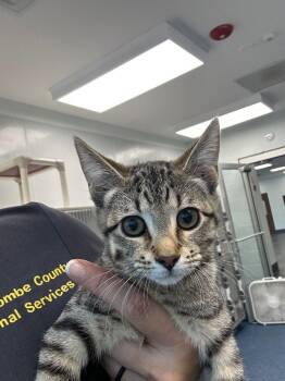26-346 Lizzie -  Domestic Short Hair Cat for Adoption in Tarboro, North Carolina - 26-346 Lizzie | PetCurious