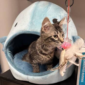 Yankee -  Domestic Short Hair Cat for Adoption in Clavet, Saskatchewan - Yankee | PetCurious