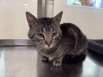 Dean -  Tiger and Domestic Short Hair Cat for Adoption in Austin, Minnesota - Dean | PetCurious