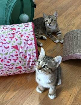 Chase and Wrigley -  Tabby Cat for Adoption in Grand Rapids, Michigan - Chase And Wrigley | PetCurious