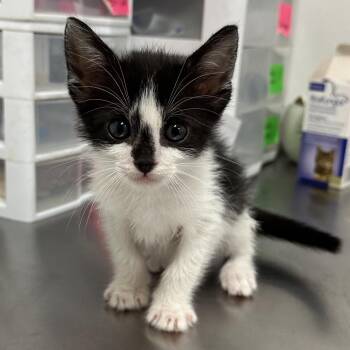 Quacky Q2 -  Domestic Short Hair Cat for Adoption in Edinburg, Texas - Quacky Q2 | PetCurious