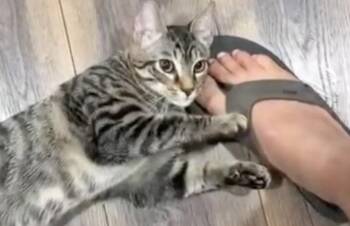Squeaky and Jackson -  Domestic Short Hair Cat for Adoption in Walnut Creek, California - Squeaky And Jackson | PetCurious