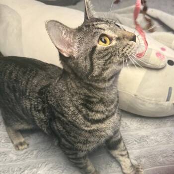 Domestic Short Hair Cats Available for Adoption in Eagle Mountain, Utah - Pancake Carter | PetCurious