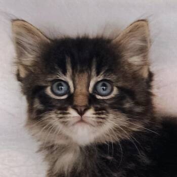 Grover -  Domestic Medium Hair Cat for Adoption in Palestine, Texas - Grover | PetCurious
