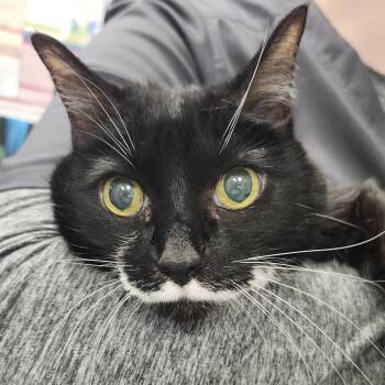 Dozy -  Domestic Medium Hair Cat for Adoption in Clearwater, Florida - Dozy | PetCurious