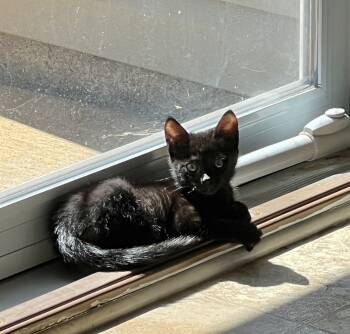 Rescue Domestic Short Hair Cats for Adoption in Greenville, South Carolina - Jack HH | PetCurious