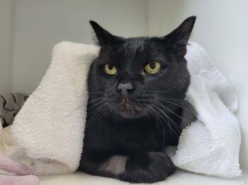 Domestic Short Hair Cats Available for Adoption - Garcon | PetCurious