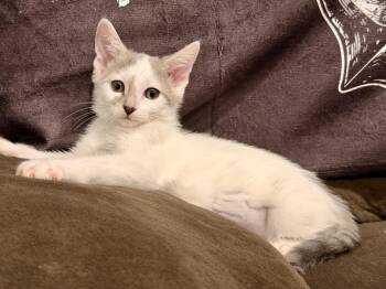 Carly -  Siamese and Snowshoe Cat for Adoption in Norco, California - Carly | PetCurious