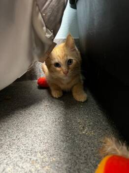 Snouter -  Domestic Short Hair Cat for Adoption in Fort Collins, Colorado - Snouter | PetCurious