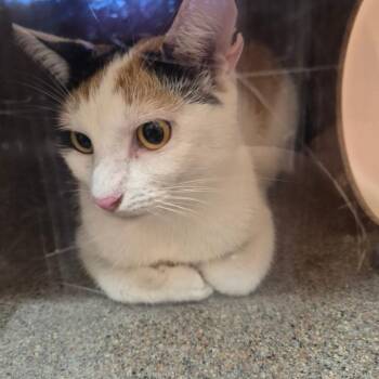 Hermoine -  Domestic Short Hair Cat for Adoption in Birmingham, Alabama - Hermoine | PetCurious