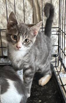 Erickson -  Domestic Short Hair Cat for Adoption in Pendleton, Oregon - Erickson | PetCurious