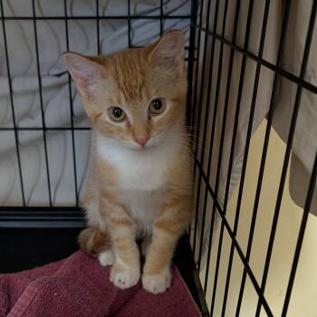 Morris -  Domestic Short Hair Cat for Adoption in Belfair, Washington - Morris | PetCurious