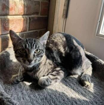 Rescue Domestic Short Hair Cats for Adoption in Warr Acres, Oklahoma - Willy | PetCurious