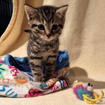 Tilly -  American Shorthair Cat for Adoption - Tilly | PetCurious